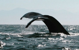 Esplendor de la cola